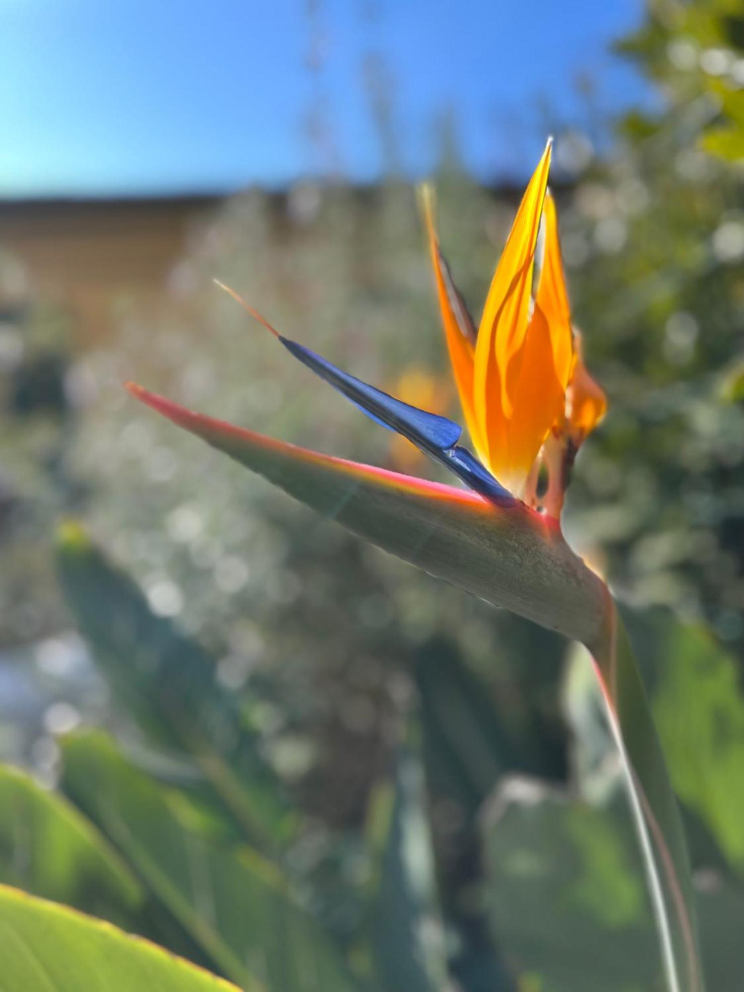 La Casa Nel Castello E Il Giardino Segreto Villa Suvereto Bagian luar foto